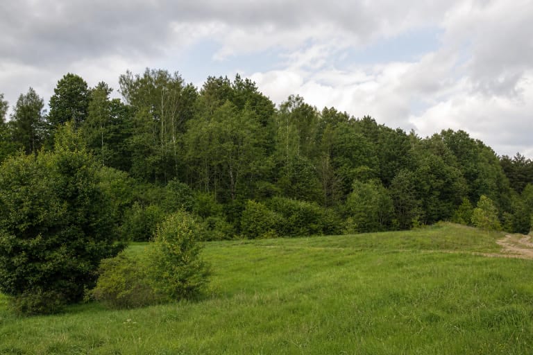 Mišku apaugęs Papiliakalnių piliakalnio šlaitas virš pievos Juodelių apylinkėse