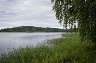 Озеро Парсветас с заросшим тростником берегом, ветвями лиственных деревьев и низким лесистым дальним берегом