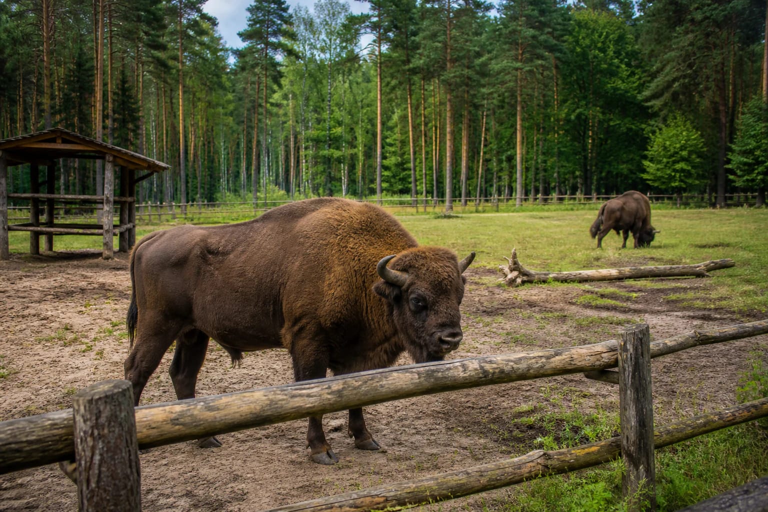 European bison in the Pašiliai Bison Enclosure by the forest