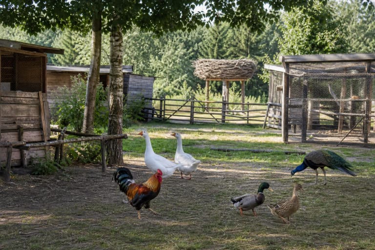 Paukščių kaimo mediniame kieme vaikšto gaidys, žąsys, antys ir povas, o fone matyti aptvarai ir didelis šakų lizdas