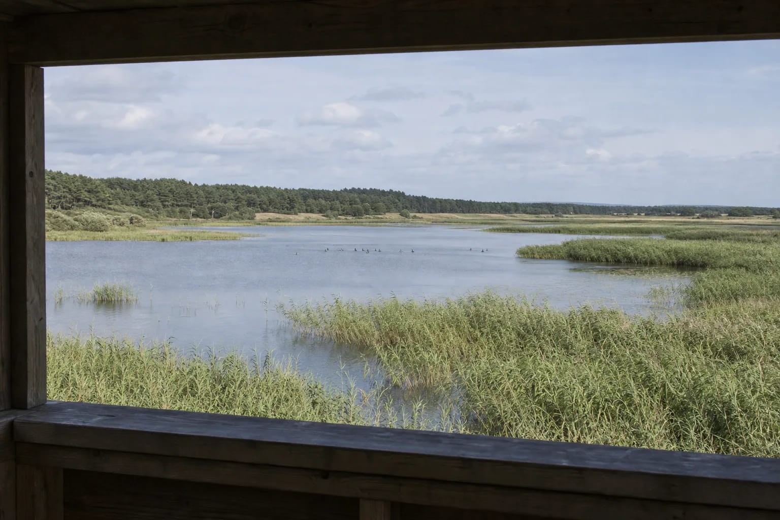 Negilus Plazės ežeras tarp pajūrio miško ir pelkių su paukščių stebėjimo nameliu