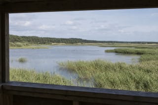 Negilus Plazės ežeras tarp pajūrio miško ir pelkių su paukščių stebėjimo nameliu