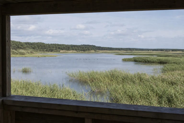 Shallow Plazė Lake between seaside forest and wetlands with a birdwatching shelter