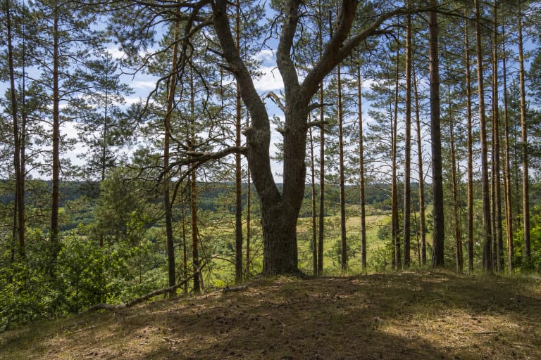 Sena žemai išsišakojusi dvikamienė pušis ant miškingo Priesaikos kalno šlaito virš žalio Merkio slėnio