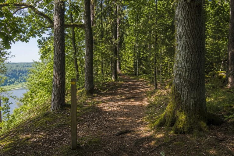 Educational trail marked with yellow arrows in the old-growth Punia Forest