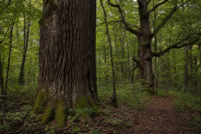 Old Punia Forest oaks and mature forest trail in Nemunas Loops Regional Park