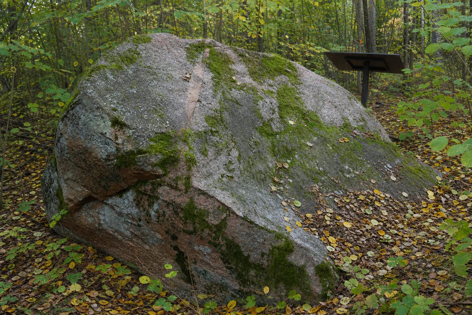 Reddish-brown Red Stone covered with moss and lichen in dense Norūnai Forest near Balkasodis