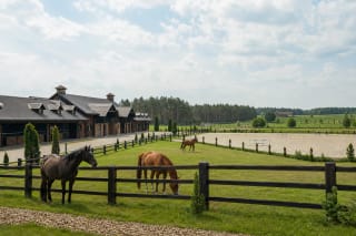 Конюшня Royal Horse Resort, манеж и лошади в огороженных зелёных загонах