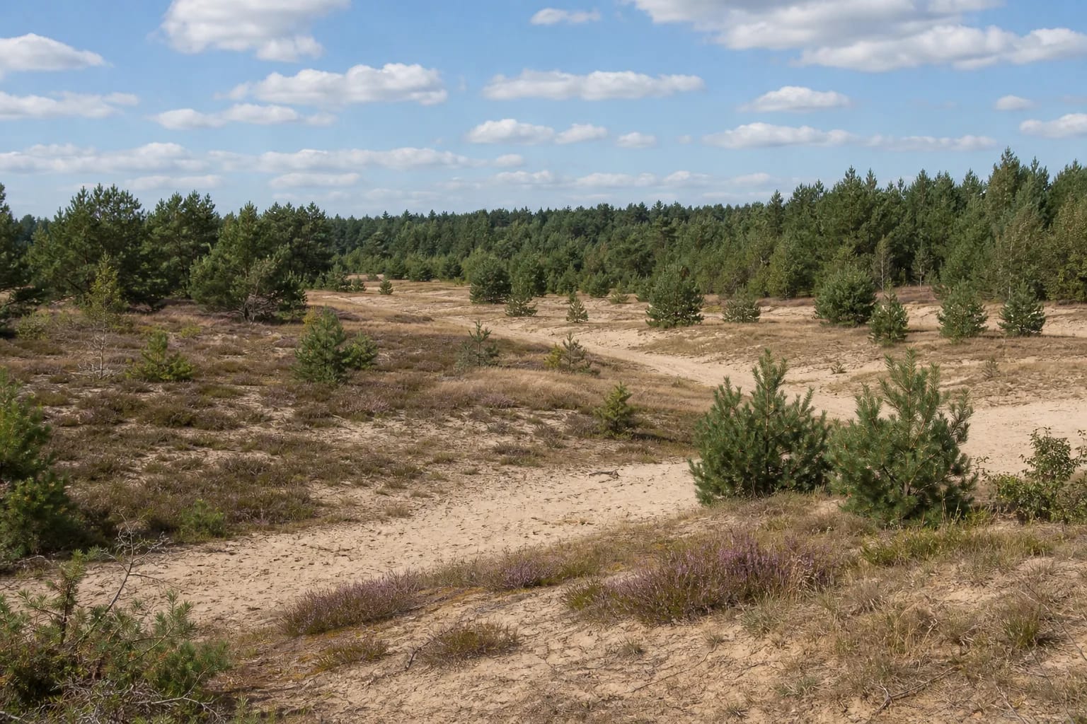 Low sandy dunes, heath, and young pine trees in an open clearing of Rūdninkai Forest