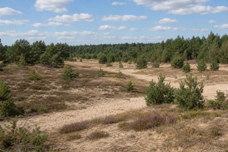 Low sandy dunes, heath, and young pine trees in an open clearing of Rūdninkai Forest