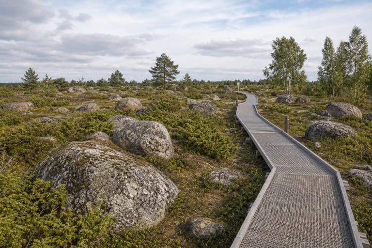Raised Šaukliai Boulder Field Nature Trail among large boulders and junipers