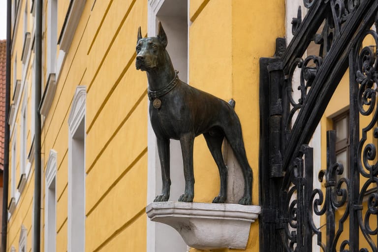 Bronzinė dobermano skulptūra „Senamiesčio sargas“ ant geltono Klaipėdos senamiesčio pastato atbrailos prie metalinių vartų