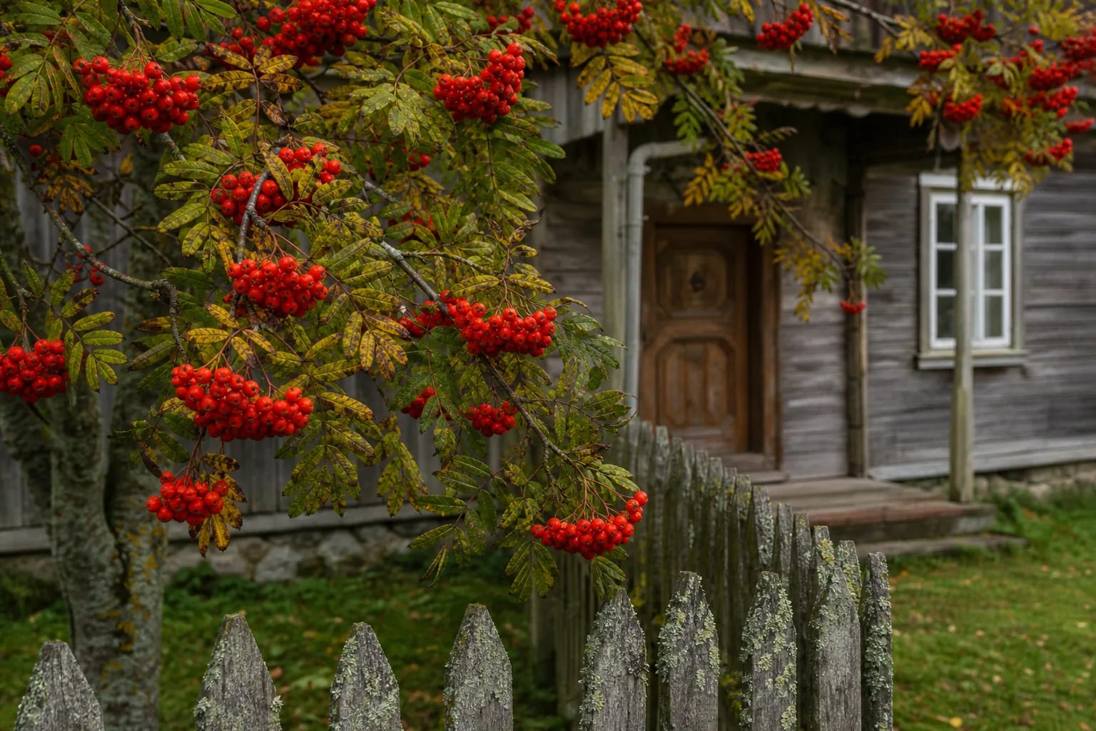 Rowan heavy with red berries beside the door of a Lithuanian homestead.