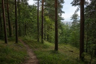 Лесная тропа в Шешкинском геоморфологическом заказнике склонов и многоэтажные дома Вильнюса вдали