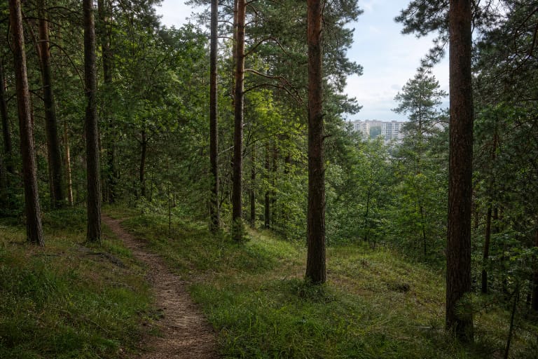 Mišku apaugęs Šeškinės šlaitų geomorfologinio draustinio takas su Vilniaus daugiabučiais tolumoje