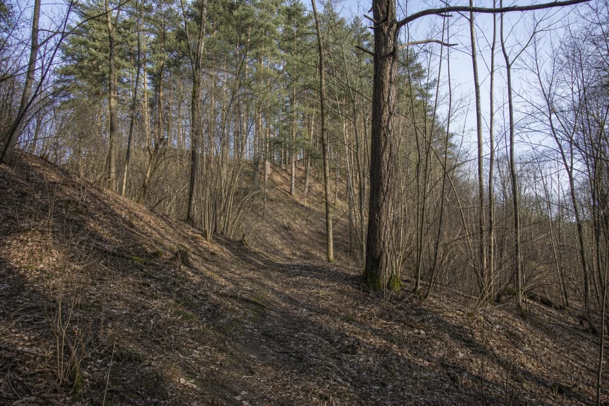 Forested Jundakalnis at Šėtijai Hillfort rising steeply above the Liekė valley in early spring