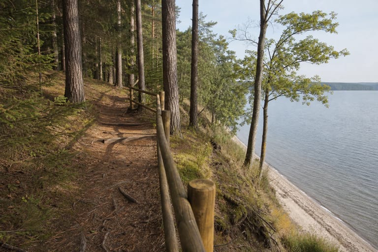 Šilelis forest path protected by a timber rail on the steep shore of Lake Vištytis among tall pines and spruces
