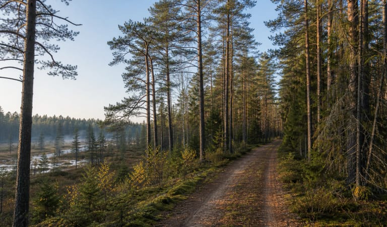 Šimonių girios pušynų kelias su pelkėto miško ir Aukštaitijos kraštovaizdžio nuotaika