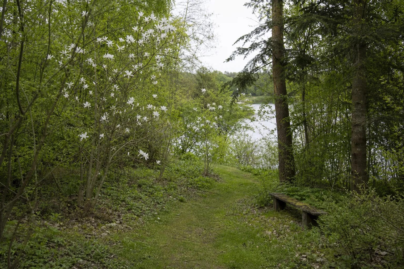 White magnolias flowering beside a natural path in the green Skinderiškis Kęstutis Kaltenis Dendrological Park