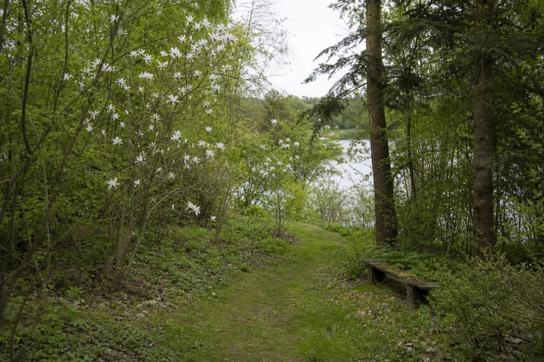 White magnolias flowering beside a natural path in the green Skinderiškis Kęstutis Kaltenis Dendrological Park