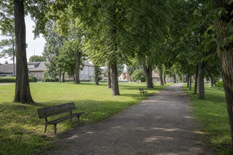 Brandūs medžiai, suolai ir takas Smalininkų miesto parke
