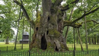 Ancient hollow trunk of Stelmužė Oak with moss, supports, and a protective fence