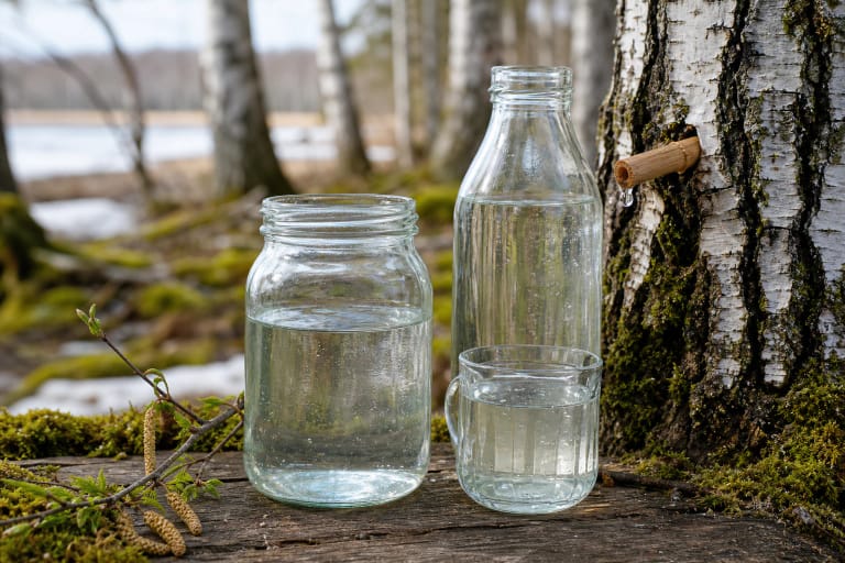 A spring birch tree with a wooden spout, clear sula in a jar, and green forest moss