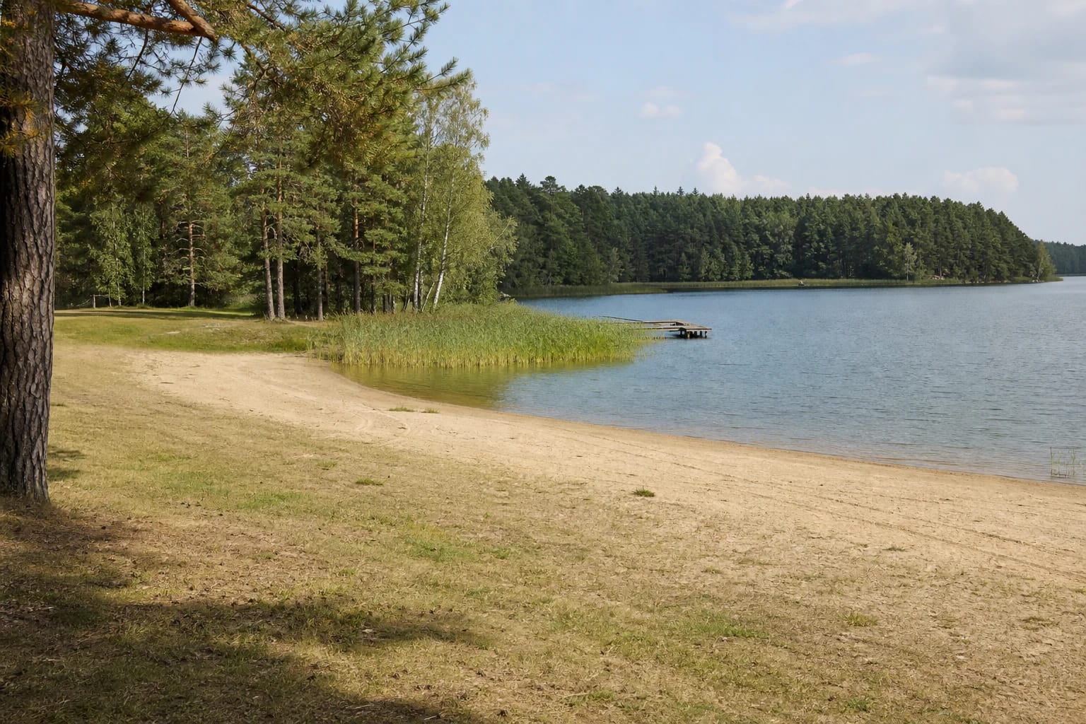 Sand, reeds, and a wooded Lake Totoriškės shore at Totoriškės Beach