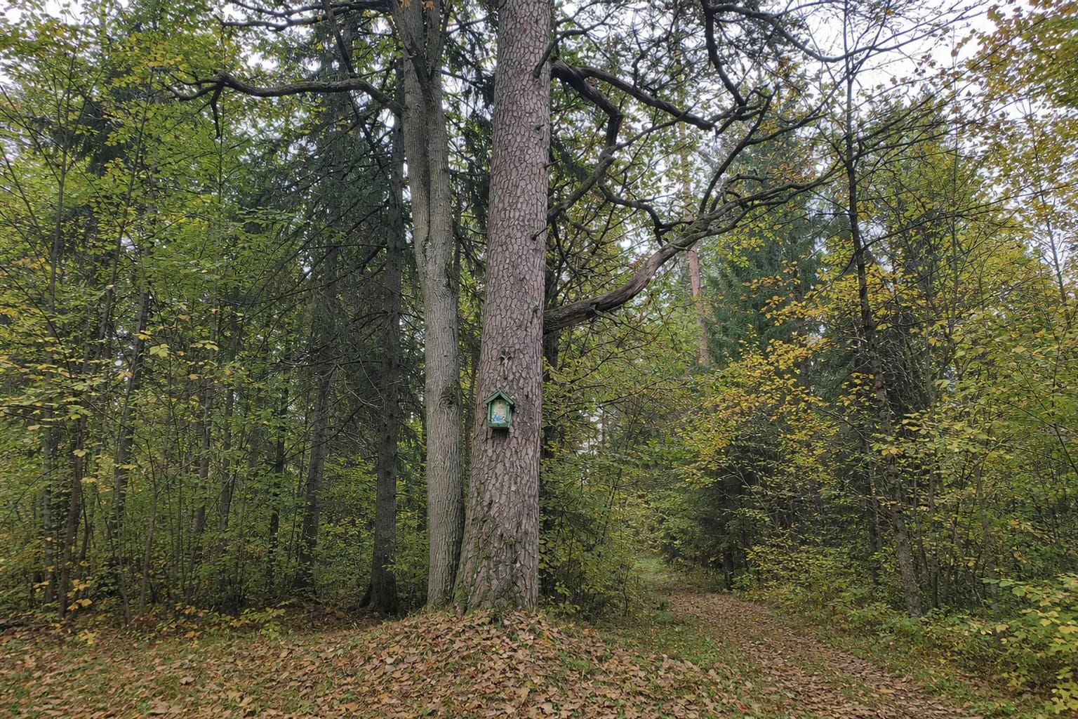 Trakas Pine with its massive pinkish-grey trunk, an adjacent deciduous tree, and a small green shrine in autumn woodland