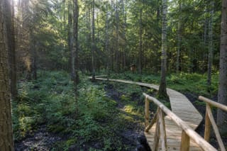 Troškūnų girininkijos miško pažintinio tako medinis lieptas su rąstų turėklais drėgname mišriame miške