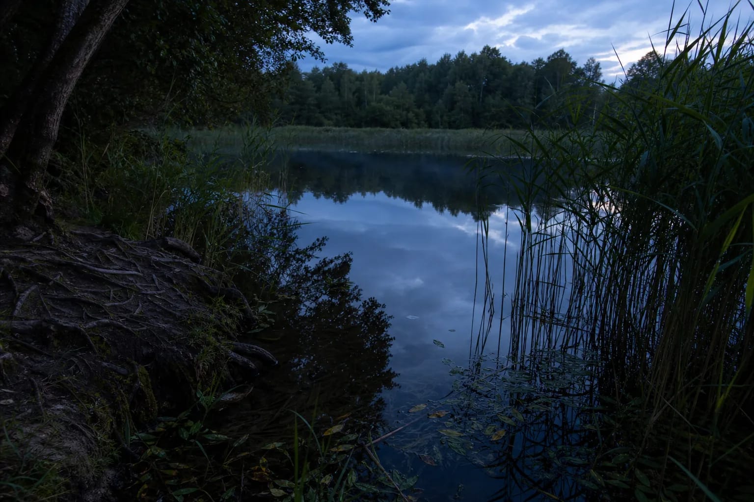 Dark river depth, reeds, and reflections for the image of Undinė