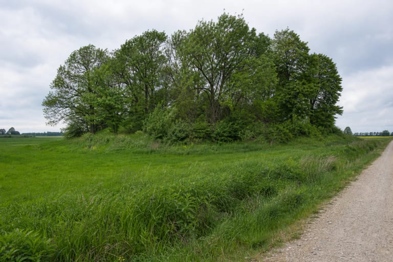 Low deciduous-covered Vainatrakis Hillfort among fields, seen from a gravel road through dense summer vegetation