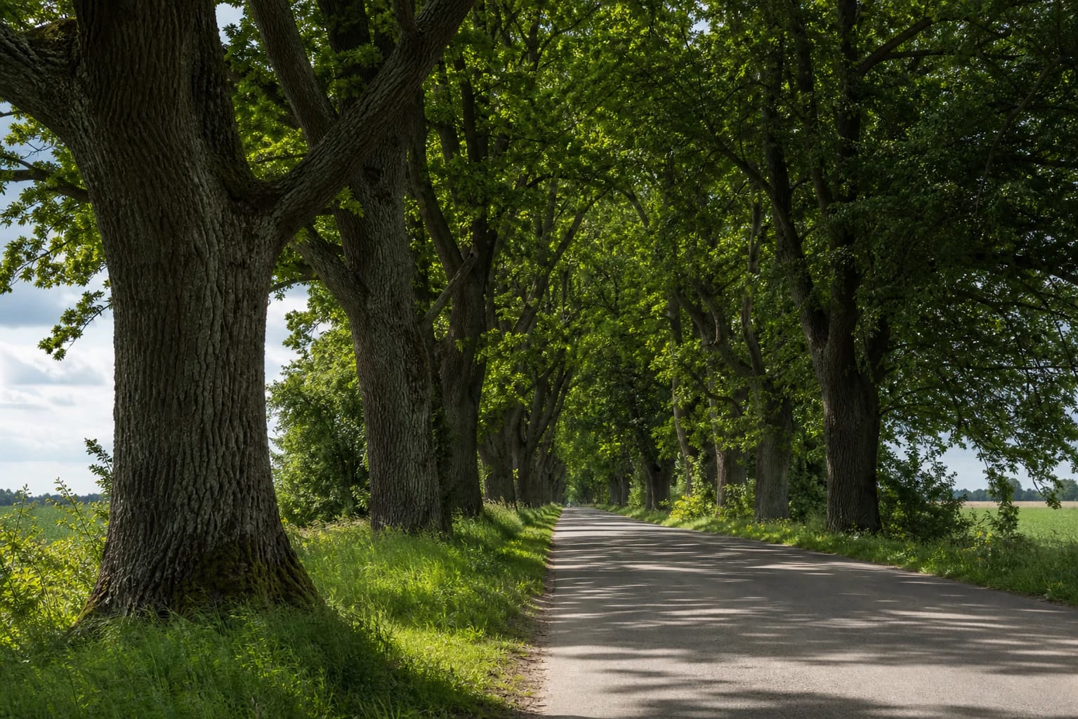 Mature oak trees forming a leafy tunnel over a quiet rural road in the Vidkiemis oak avenue landscape