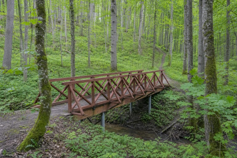 A brown wooden footbridge crossing a wooded ravine in the hornbeam forest of Vidzgiris Botanical Reserve