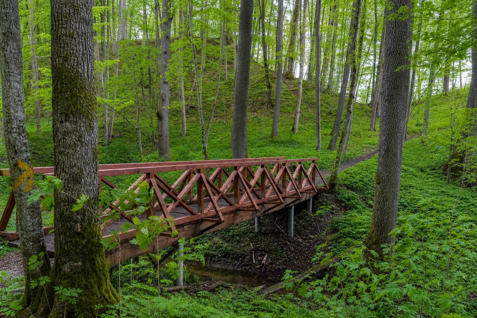 Red timber bridge over a tiny stream on a green slope in Vidzgiris Forest