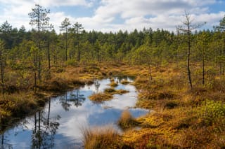 Raised bog and pine forest in Viešvilė Reserve in Karšuva Forest