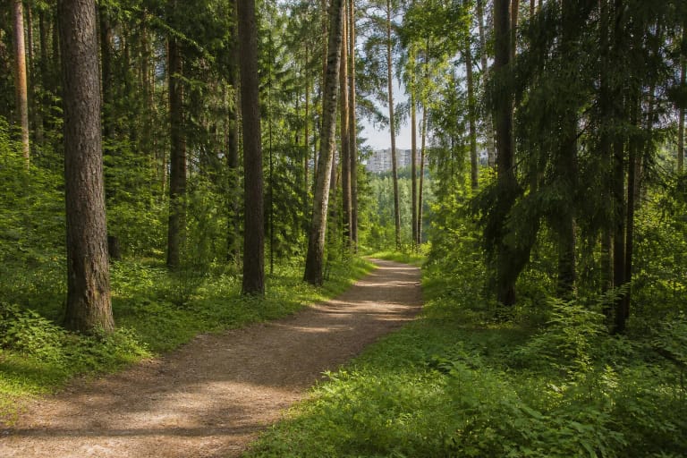 Natūralus takas tarp pušų, eglių ir beržų Visorių miško parke