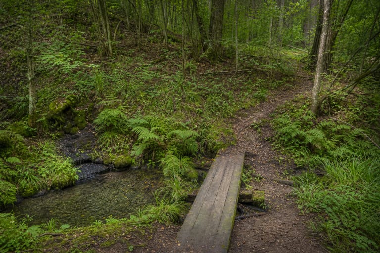 A woodland spring with a clear stream and simple wooden footbridge among ferns