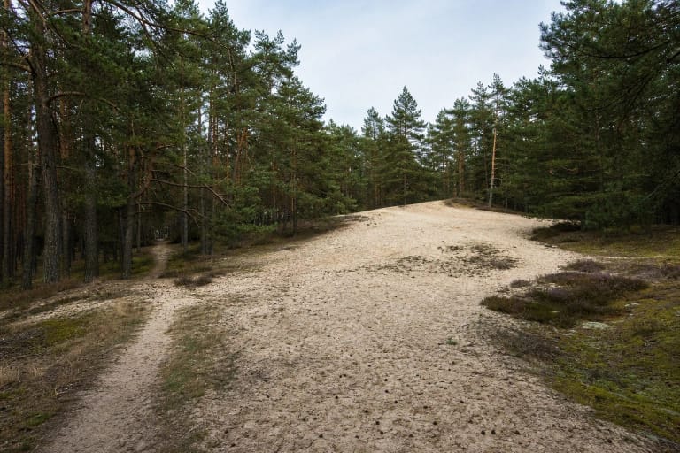 Pale inland dune in Dumšiai pine forest with a winding footpath and a wall of tall pines
