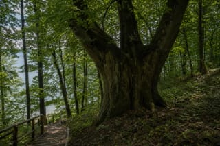 Липа Жегждряй на лесистом склоне над Каунасским морем рядом с деревянными перилами тропы