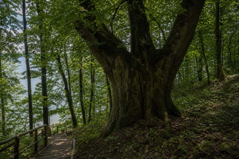 Žiegždrių Linden Tree on a wooded Kaunas Lagoon slope beside wooden trail railings