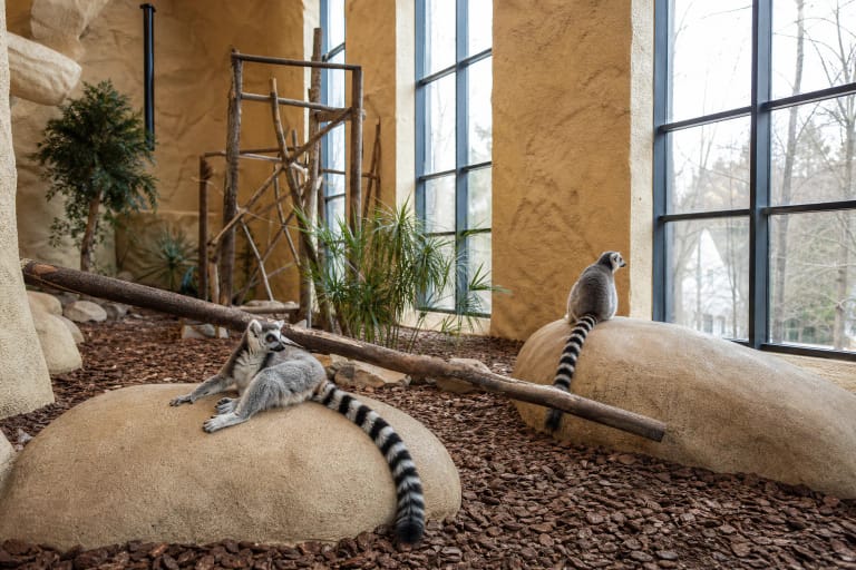 Zoopark Vilnius vidaus buveinė su dviem katiniais lemūrais ant šviesių uolų, medžių žievės paklotu ir aukštais langais