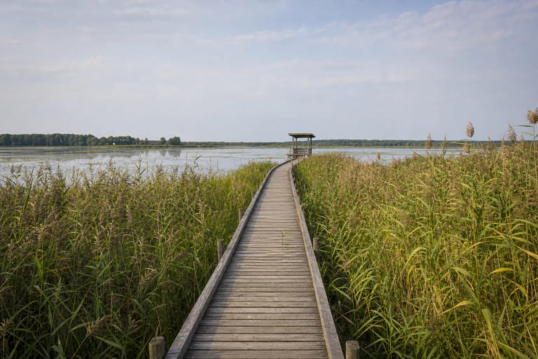 Marshy Lake Žuvintas shore, wooden boardwalk through reeds, and a birdwatching tower