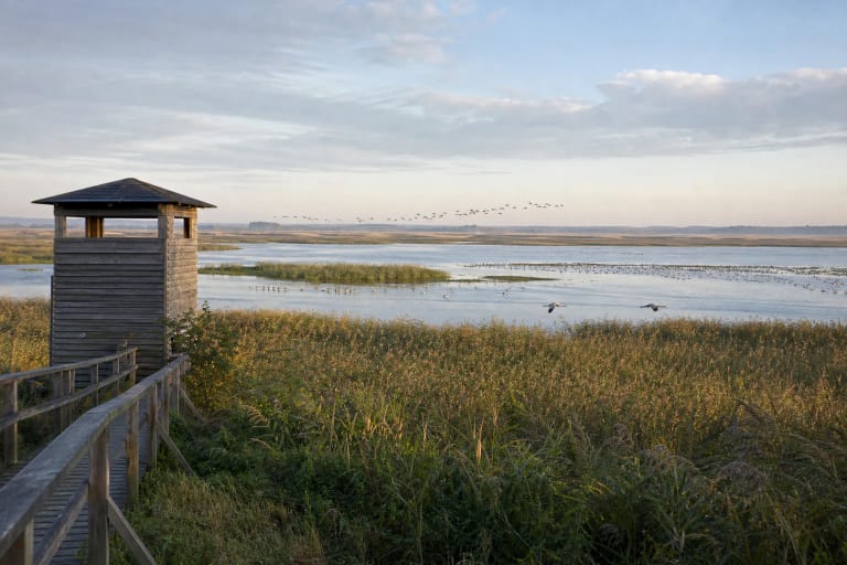 Reedbeds, shallow lake water, and a birdwatching point in Žuvintas Biosphere Reserve