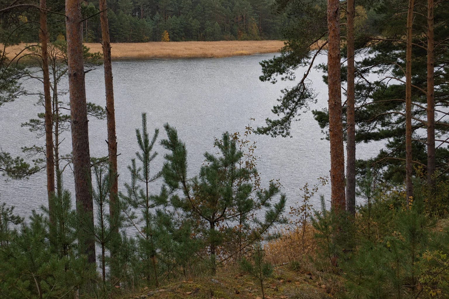 Žvelgaičių ežeras, matomas pro Žagarės ozo šlaite augančias pušis, ir nendrynai kitame krante